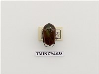 藏品(婆羅洲昆蟲)的圖片